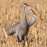 cranes in corn 04