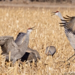 cranes in corn 08