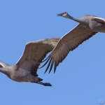 cranes in flight 07
