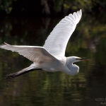 egret-in-flight
