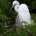 great-egret-nesting-art-whitton