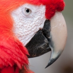 parrot-head-art-whitton-2