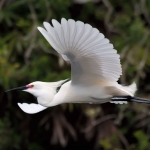 snowy-egret-in-flight-art-whitton