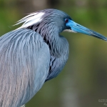 tricolored-heron-art-whitton