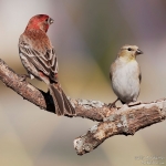 two-finches-art-whitton