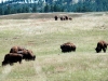 Custer State Park Bison