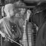 the-county-fair-beef-show