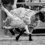 the-county-fair-mutton-busting