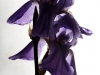 Iris-Backlit-01-1400-sig