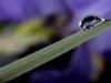 Iris-Reflection-001