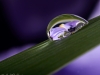 Iris-Reflection-002