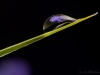 Iris-Reflection-004