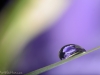 Iris-Reflection-008