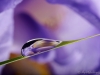 Iris-Reflection-009