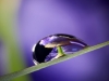 Iris-Reflection-010