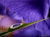 Iris-Reflection-012