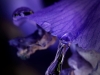 Iris-Reflection-016