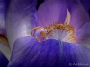Iris-Reflection-018