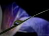 Iris-Reflection-019