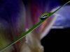 Iris-Reflection-021