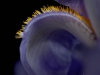 Iris-beard-01