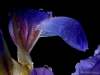 Iris-with-drops-01