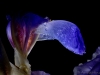 Iris-with-drops-02