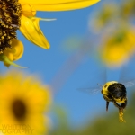 A Bee on his way to work