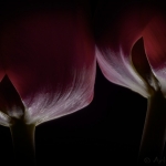 Red Tulips 03