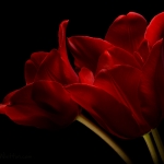 Red Tulips 09