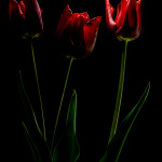 Red tulips - Light painting