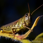 Grasshopper