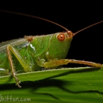 Grasshopper 002