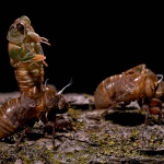 Emerging Cicada