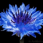 Blue Flower