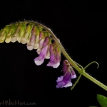 Vetch