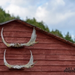 Norris Point Moose Antlers