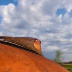 812-48-Chevy-truck-cab_02-1800-sig