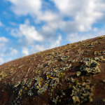 815-Rusty-Roof_1800-sig