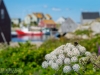 Peggy's Cove Nova Scotia Flower Bee