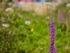 Peggy's Cove Nova Scotia purple flower
