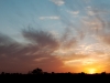 41x17-sunset-with-cows