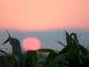 sunset-and-corn-leaves