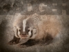 Badger