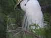 Egret