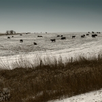 Cattle in a Snow Covered Field