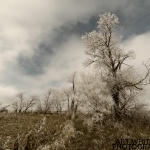 Trees Covered in Hoar Frost