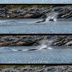 Whale Watching in Bulls Bay Newfoundland