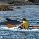 Whale Watching in Bulls Bay Newfoundland