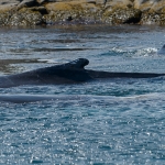 Whale Watching in Bulls Bay Newfoundland